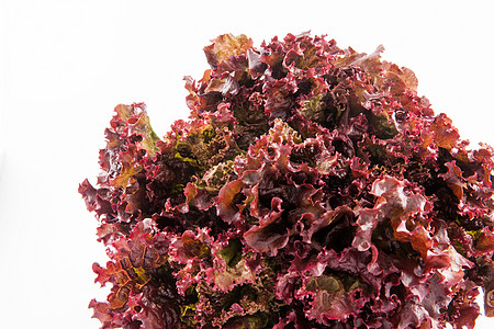 以白色灰色灰色地带隔离的紫色罗马黑白生料营养食物莴苣蔬菜荷叶绿色维生素沙拉双色农业图片