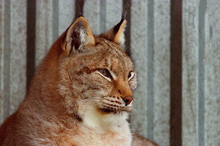 冬天的阴冬生物外套食肉野生动物栖息地捕食者野猫哺乳动物猎人荒野图片