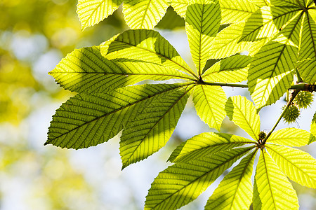 绿叶森林生态季节植物群花园叶子晴天公园植物场景图片