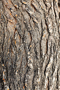 树皮松树森林棕色木材橡木木头历史树干崎岖植物图片