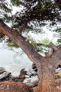 旧松树季节支撑海岸旅行锥体松果云杉海岸线地平线森林图片