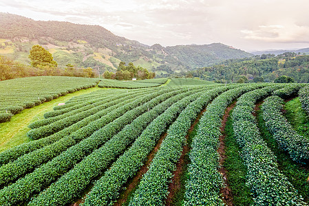 绿色茶叶种植园景观栽培晴天植物文化农业收成天空橙子风景花园图片