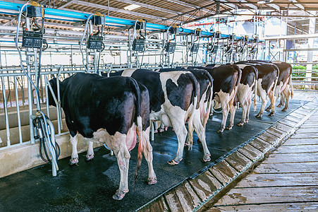 农场的牛群 奶牛设施 配有现代挤奶机牛肉小牛哺乳动物牧场家畜国家干草农民农业牛棚图片