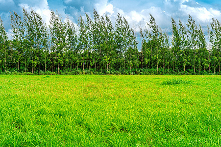绿草 蓝天空下红草地的背景图象叶子农场木头天气草地牧场地平线远景土地蓝色图片