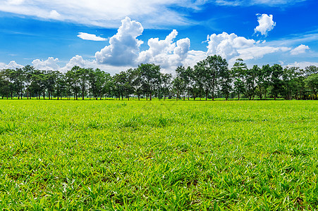 绿草 蓝天空下红草地的背景图象草地阳光太阳牧场天空植物农场叶子农村天气图片