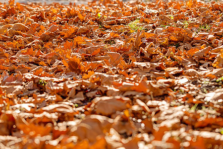 秋天落叶色彩戏剧性黄色公园叶子金子风景旅行音调树木图片