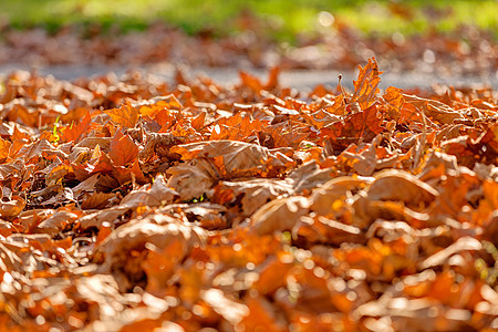 秋天落叶戏剧性橙子森林季节环境绿色金子太阳叶子树木图片