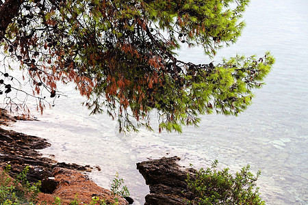 旧松树木头海岸线云杉旅游悬崖森林天空海滩海岸蓝色图片