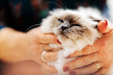 猫类毛皮动物小猫猫咪宠物眼睛哺乳动物猫科动物友谊头发图片