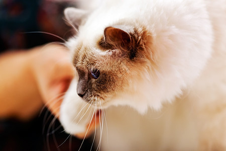 猫类友谊宠物毛皮眼睛哺乳动物猫科动物动物小猫猫咪头发图片