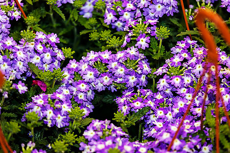 花朵多彩绿化公园植物花园紫色园艺宏观展示花瓣园林图片