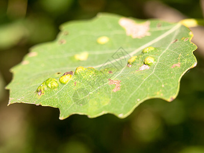 紧闭叶花瓣 盛夏丰盛图片