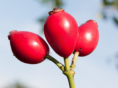 红红红成熟 三朵野玫瑰浆果植物植物群草本植物橙子植物学食物野蔷薇叶子荒野图片