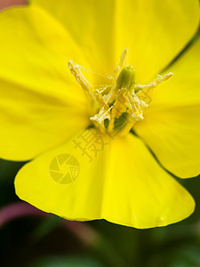 野生黄色特写宏花瓣花蕊图片