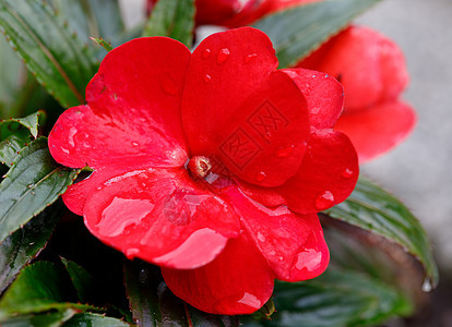 红新几内亚不耐烦地在锅里放鲜花园艺植物学植物红色花瓣活力热带植物群粉色绿色图片