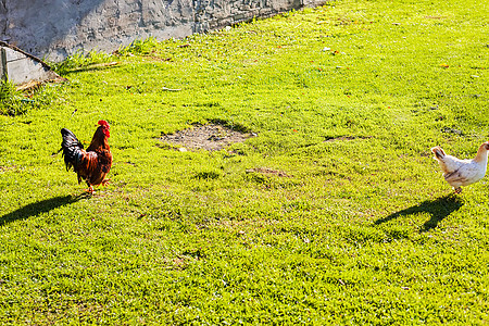 龙鸡和鸡红色家禽棕色警报环境乡村羽毛梳子草地农场图片