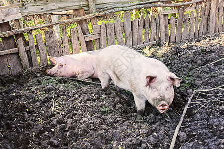 猪圈里的猪鼻子乡村动物猪舍小猪家畜食物粉色团体农场图片