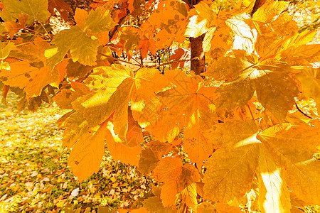 秋天黄叶太阳叶子晴天植物群环境黄色植物森林季节性季节图片