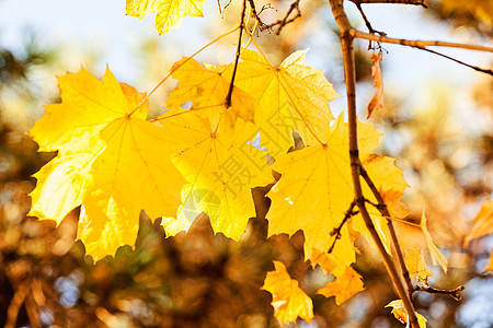 秋天黄叶活力叶子森林植物日落公园环境植物群晴天季节图片