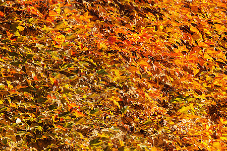 红色野树树叶荒野魔法阳光植物学植物季节叶子绿色森林图片