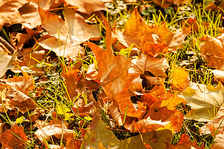 秋季假期环境季节性叶子风景黄色植物季节植物群乡村红色图片