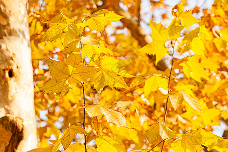 秋天黄叶环境日落叶子黄色公园季节季节性晴天植物森林图片