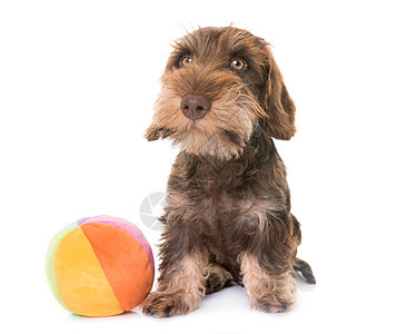 小狗线发型达赫申德工作室动物玩具棕色头发宠物肠犬金属图片