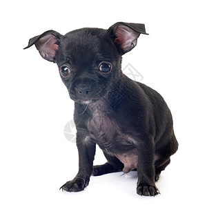 演播室里的小小狗吉娃娃工作室黑色短发宠物动物小狗图片