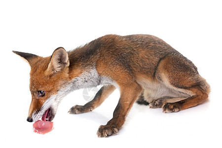 年轻红狐狸吃饭背景图片