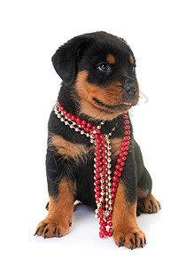 演播室里的小小狗罗维勒配种工作室珠宝宠物珍珠黑色衣领动物图片