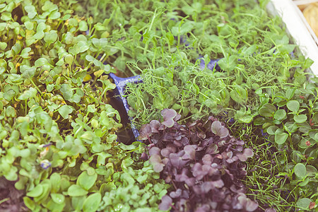 各种药草百里香叶子智者食物植物白色花园饮食绿色香菜图片