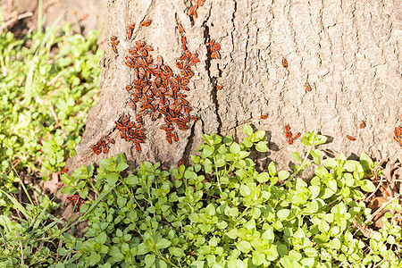 树上有红色的乞丐甲虫臭虫树干植物群动物木头昆虫漏洞触角乐队图片