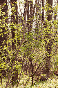泉水中的林木绿色生态晴天木头阳光树干森林太阳美丽叶子图片