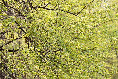 绿树树冠晴天阳光季节枝条树梢天空植物植物学植物群绿色图片