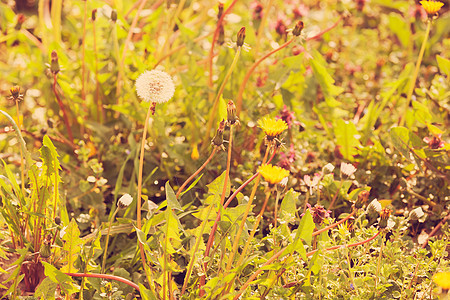 草原上的花朵荒野季节草地野花风景白色花园美丽绿色场地图片