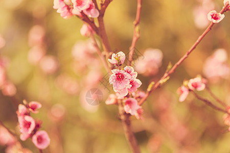 开花的树枝花园花瓣叶子美丽粉色植物群植物晴天宏观绿色图片