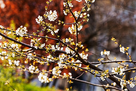有白花的树枝白色季节性季节叶子花瓣生长植物群植物花园宏观图片