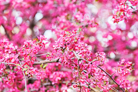 有粉花的树植物学季节白色花园花瓣天空植物粉色植物群图片