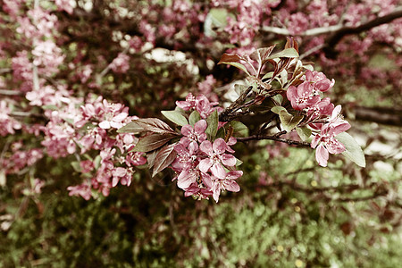 带粉红花的树枝绿色宏观美丽叶子植物学晴天花瓣花园粉色植物图片