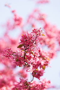 带有粉红色花朵的树枝植物群植物学白色天空季节粉色花瓣植物花园图片