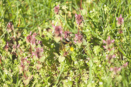 草原上的花朵美丽季节荒野植物野花白色场地紫色花园绿色图片