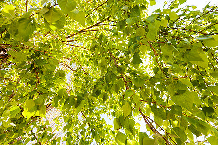 树冠树季节植物学天空植物蓝色树梢晴天绿色枝条阳光图片