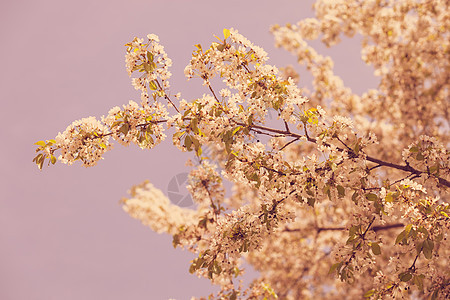 有白花的树生长美丽季节性植物白色花瓣季节叶子宏观植物群图片