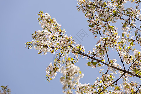 有白花的树白色美丽宏观公园季节植物群季节性生长植物叶子图片