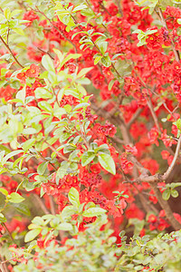 盛开的昆斯红色叶子季节性植物美丽植物群植物学花园晴天季节图片