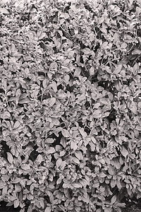 常绿树篱植物群公园绿色衬套墙纸植物生长崖柏叶子针叶图片