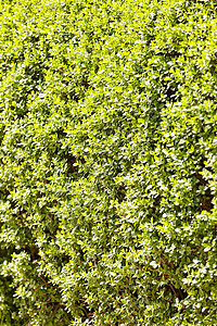 常绿树篱墙纸衬套叶子公园植物生长植物群花园绿色崖柏图片