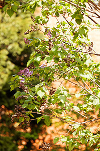 长线的圆形叶子衬套生长紫丁香花瓣紫色花束植物群季节植物图片