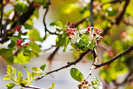 树枝上的苹果花绿色生长叶子花瓣植物白色粉色花园季节水果图片
