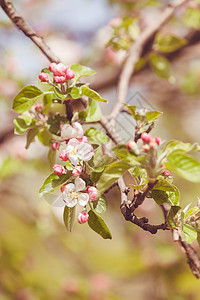 树枝上的苹果花季节花园白色花瓣绿色水果生长植物叶子粉色图片